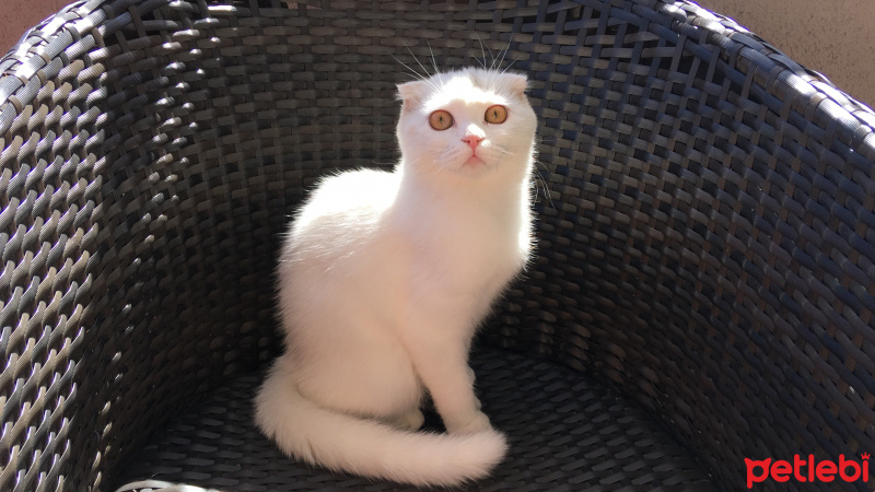 Scottish Fold, Kedi  Pamuk fotoğrafı