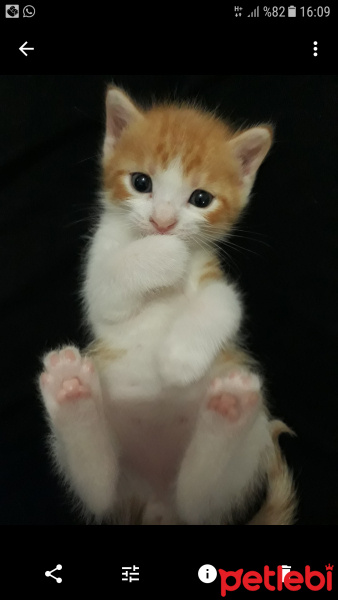 Tekir Kedi, Kedi  Limon fotoğrafı