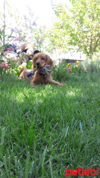İngiliz Cocker Spaniel, Köpek  Findik fotoğrafı