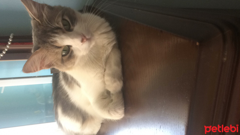 Tekir Kedi, Kedi  Lily fotoğrafı