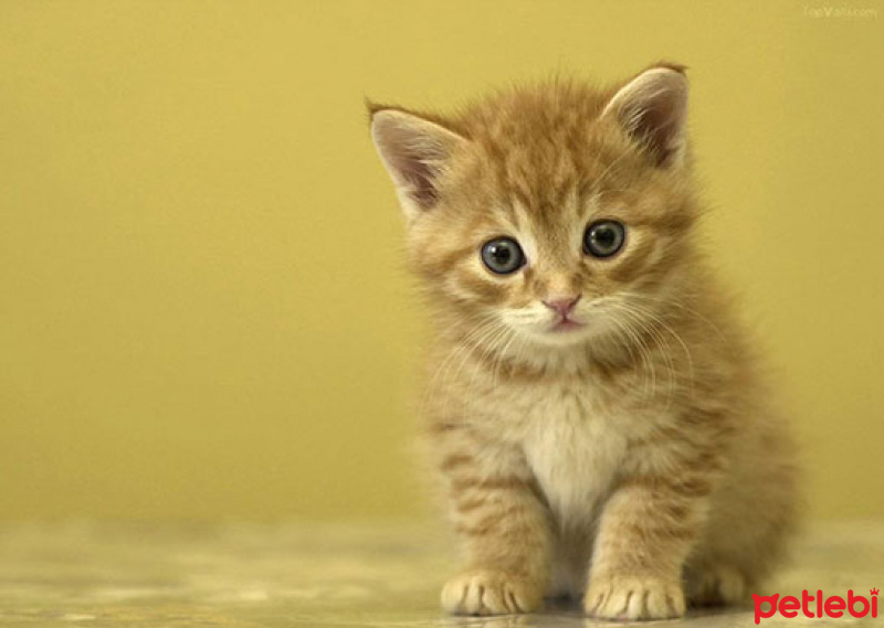 Soke, Kedi  hina fotoğrafı