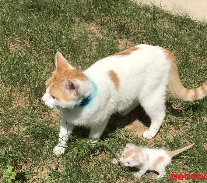Tekir Kedi, Kedi  Prenses fotoğrafı