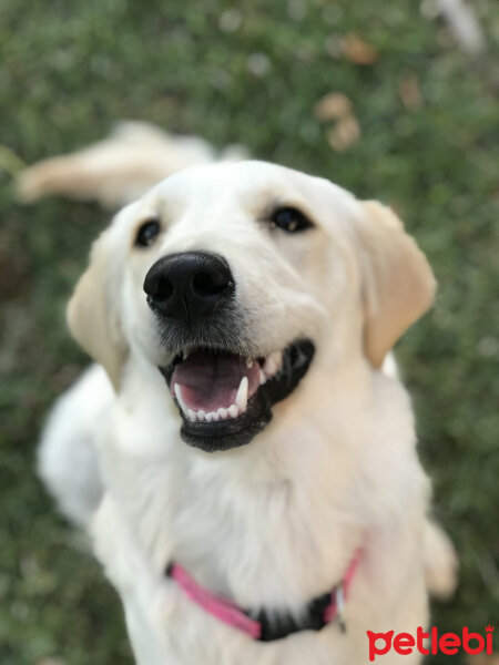 Golden Retriever, Köpek  Lucy fotoğrafı