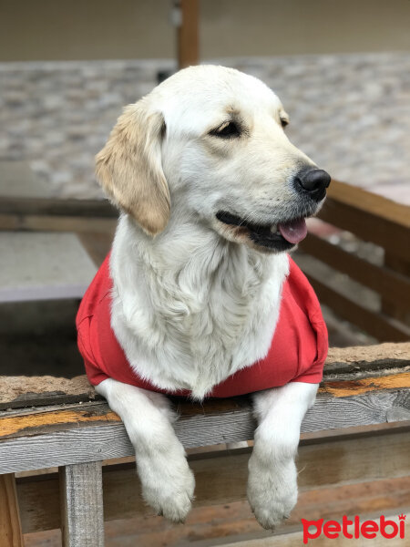 Golden Retriever, Köpek  Lucy fotoğrafı