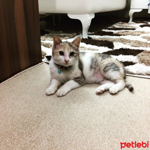 Tekir Kedi, Kedi  Sisi fotoğrafı