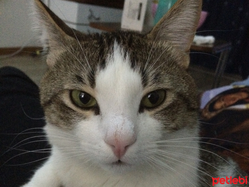 Tekir Kedi, Kedi  Kuki fotoğrafı