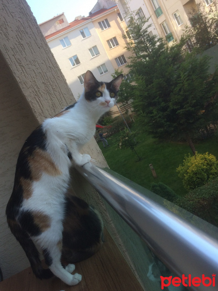 Tekir Kedi, Kedi  Raşel fotoğrafı