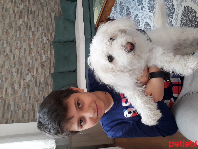 Tibet Terrieri, Köpek  Pamuk fotoğrafı
