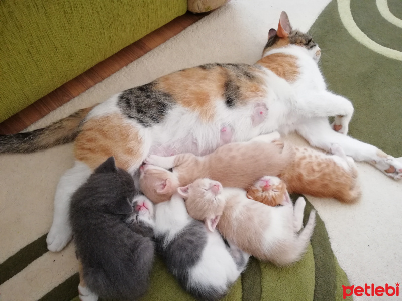 Tekir Kedi, Kedi  Fare fotoğrafı