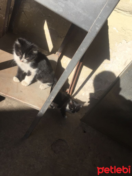 Tuxedo (Smokin) Kedi, Kedi  Smokin fotoğrafı
