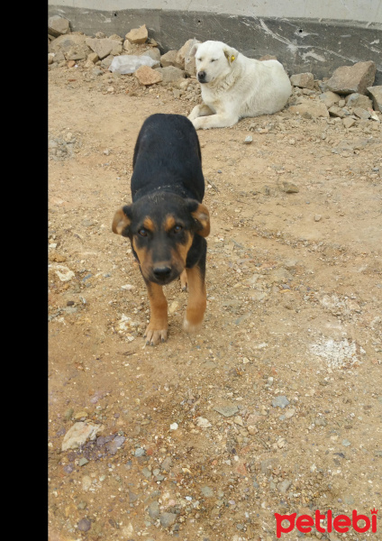 Alman Çoban Köpeği, Köpek  Rex fotoğrafı