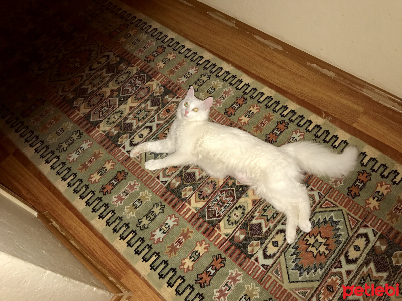 Ankara Kedisi, Kedi  Mia fotoğrafı