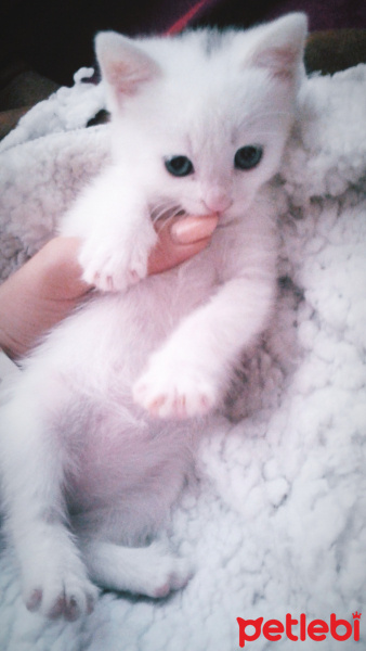 Ankara Kedisi, Kedi  balım fotoğrafı