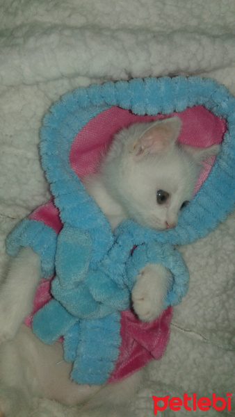 Ankara Kedisi, Kedi  balım fotoğrafı