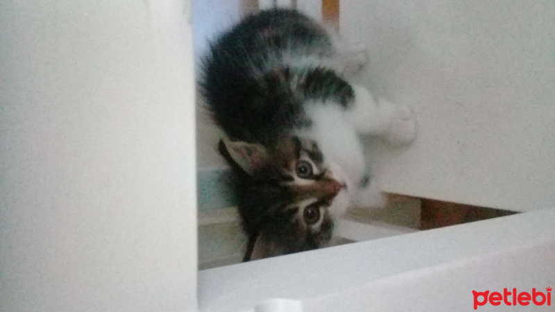 Tekir Kedi, Kedi  Karam fotoğrafı
