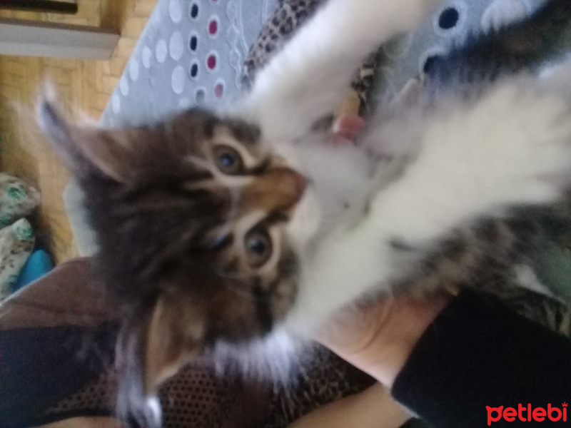 Tekir Kedi, Kedi  Karam fotoğrafı