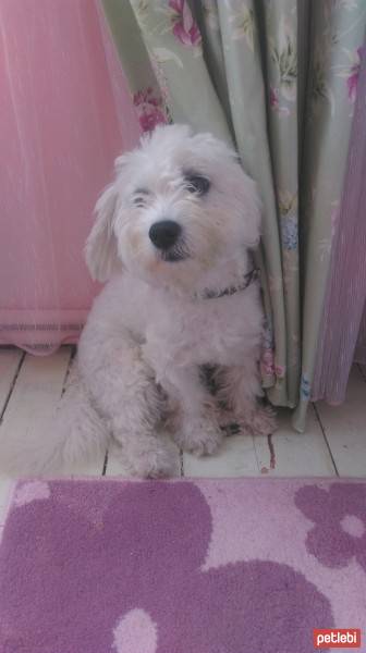 Maltese, Köpek  Oscar fotoğrafı