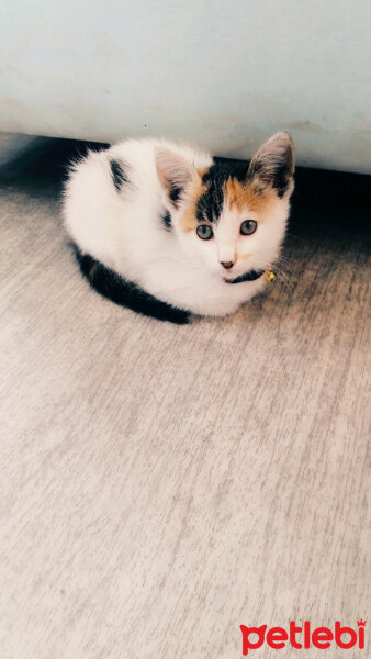 Tekir Kedi, Kedi  Sakız fotoğrafı