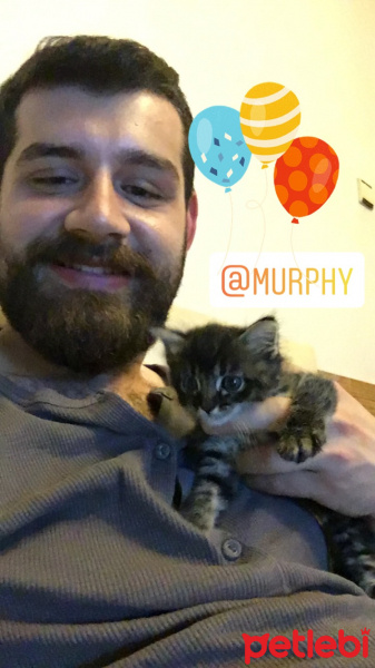 York Chocolate, Kedi  Murhby fotoğrafı
