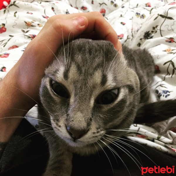 Tekir Kedi, Kedi  Obi Wan Catnobi fotoğrafı