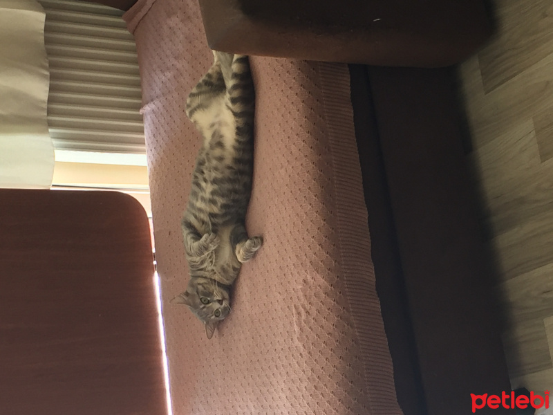 Tekir Kedi, Kedi  Obi Wan Catnobi fotoğrafı