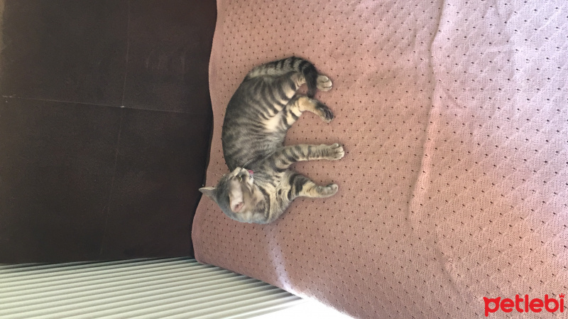 Tekir Kedi, Kedi  Obi Wan Catnobi fotoğrafı