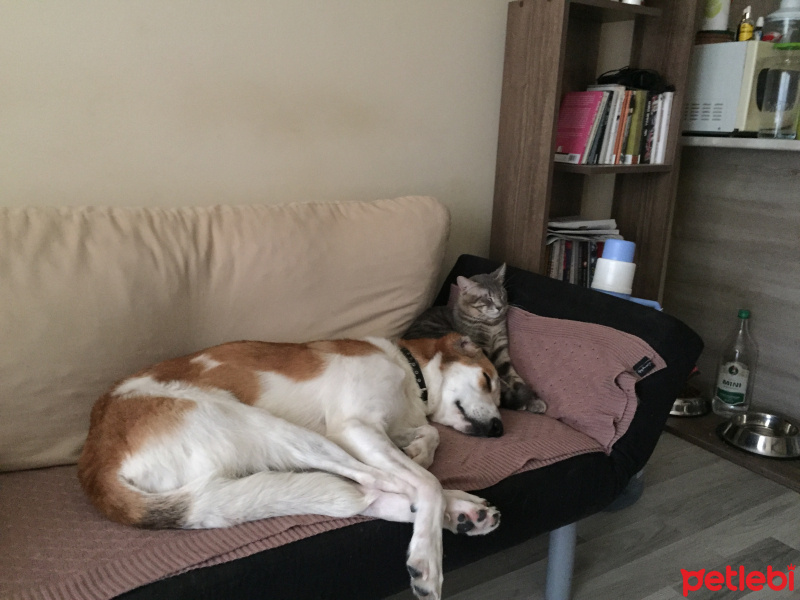 Tekir Kedi, Kedi  Obi Wan Catnobi fotoğrafı