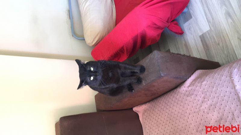 Tekir Kedi, Kedi  Venüs fotoğrafı