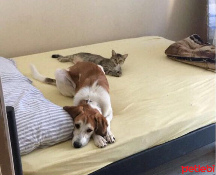 Beagle, Köpek  Chopin fotoğrafı