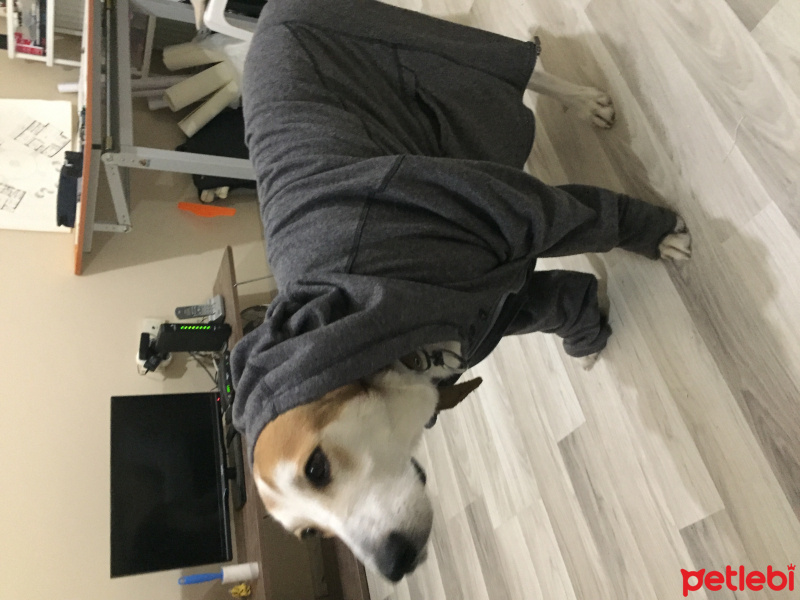 Beagle, Köpek  Chopin fotoğrafı