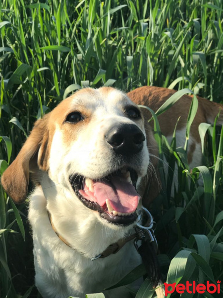 Beagle, Köpek  Chopin fotoğrafı