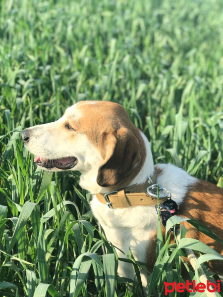 Beagle, Köpek  Chopin fotoğrafı