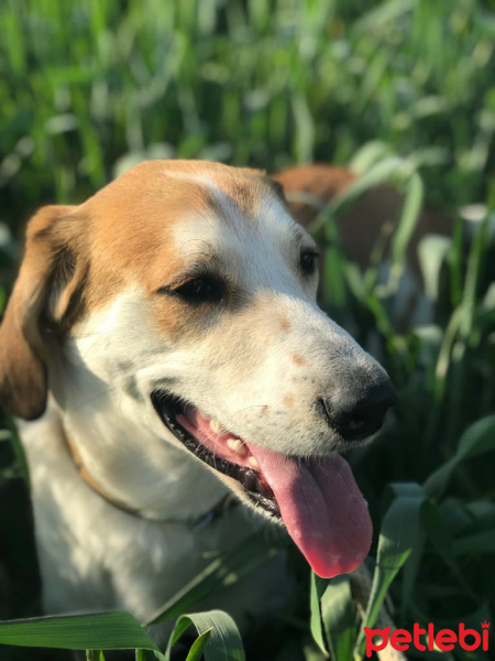 Beagle, Köpek  Chopin fotoğrafı