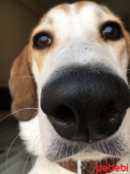 Beagle, Köpek  Chopin fotoğrafı