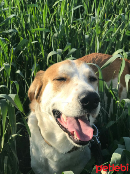 Beagle, Köpek  Chopin fotoğrafı