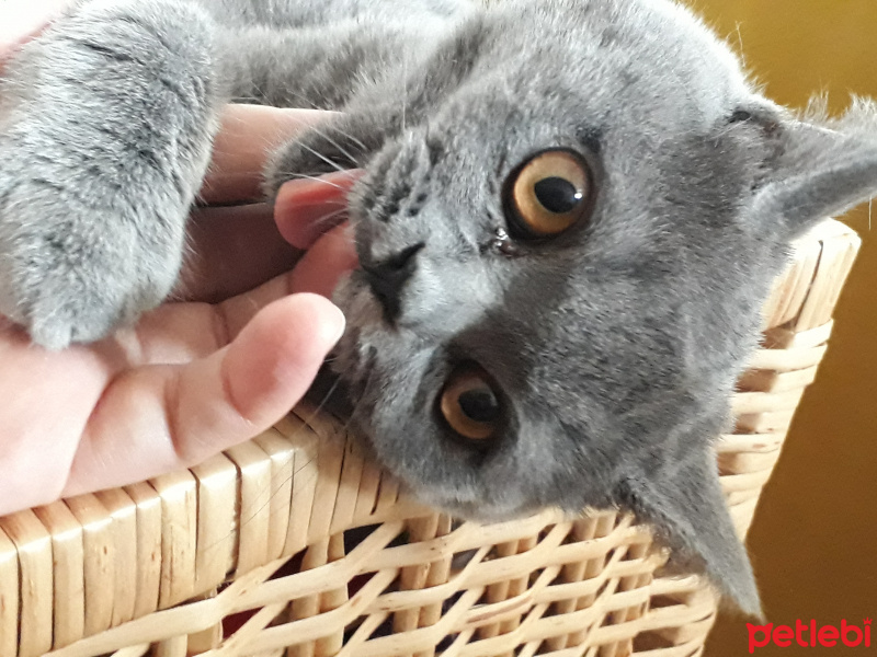 British Shorthair, Kedi  Bulut fotoğrafı