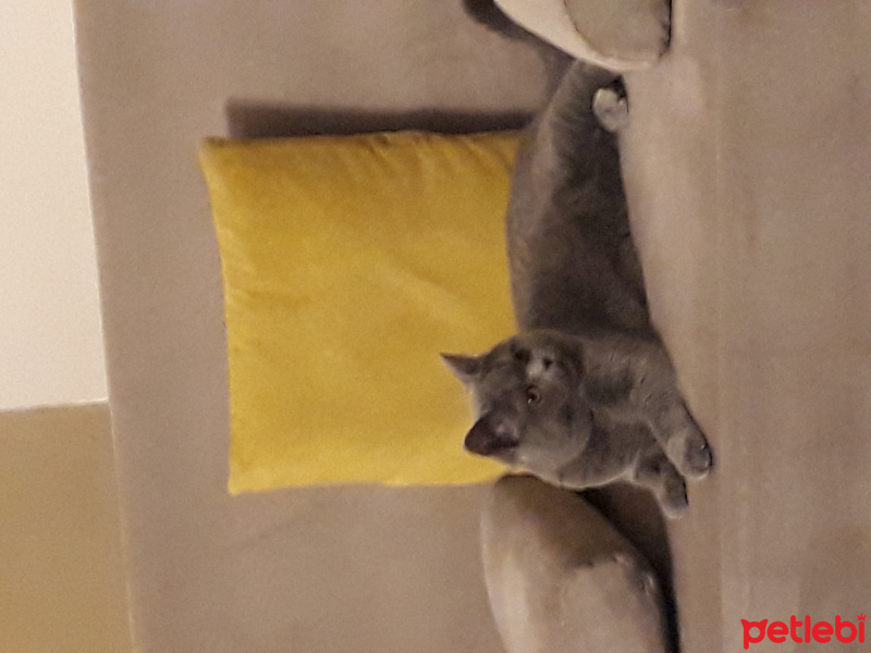 British Shorthair, Kedi  Bulut fotoğrafı