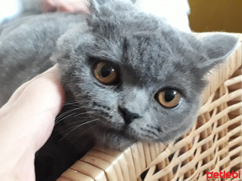 British Shorthair, Kedi  Bulut fotoğrafı