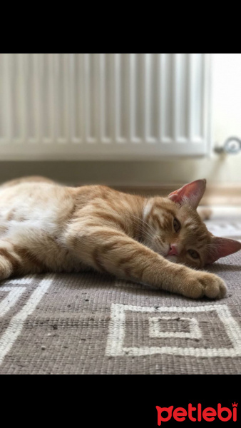 Tekir Kedi, Kedi  bambam fotoğrafı