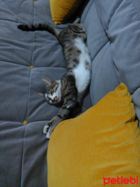 Tekir Kedi, Kedi  Bahtiyar fotoğrafı
