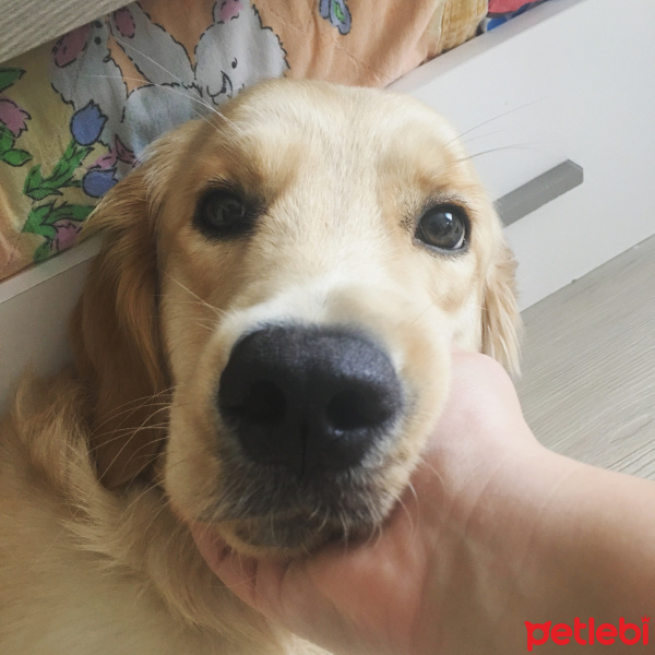 Golden Retriever, Köpek  KRAL fotoğrafı