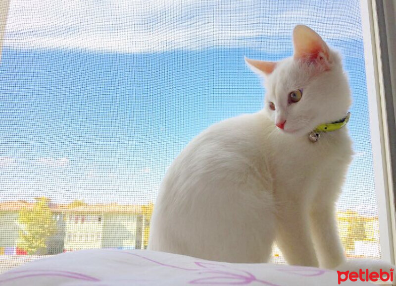 Ankara Kedisi, Kedi  Venüs fotoğrafı