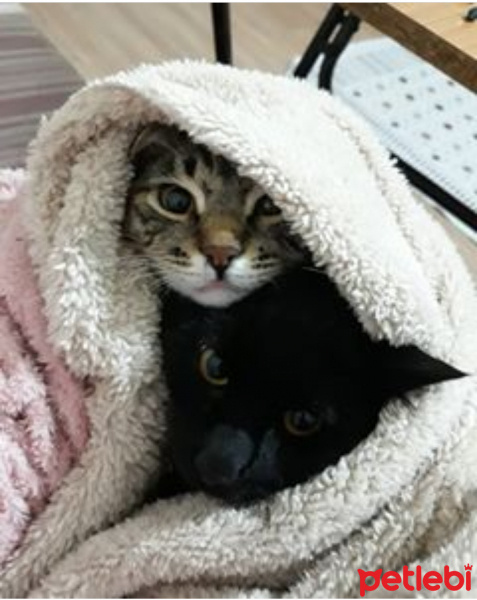 Bombay, Kedi  Marko fotoğrafı