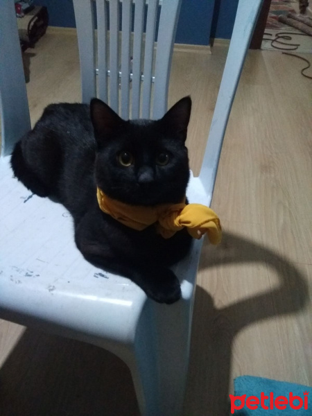 Bombay, Kedi  Marko fotoğrafı