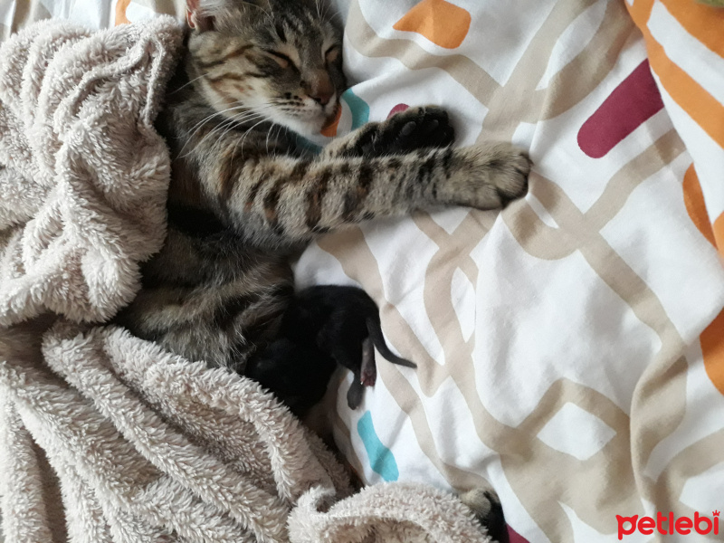 Tekir Kedi, Kedi  Bokçuk fotoğrafı