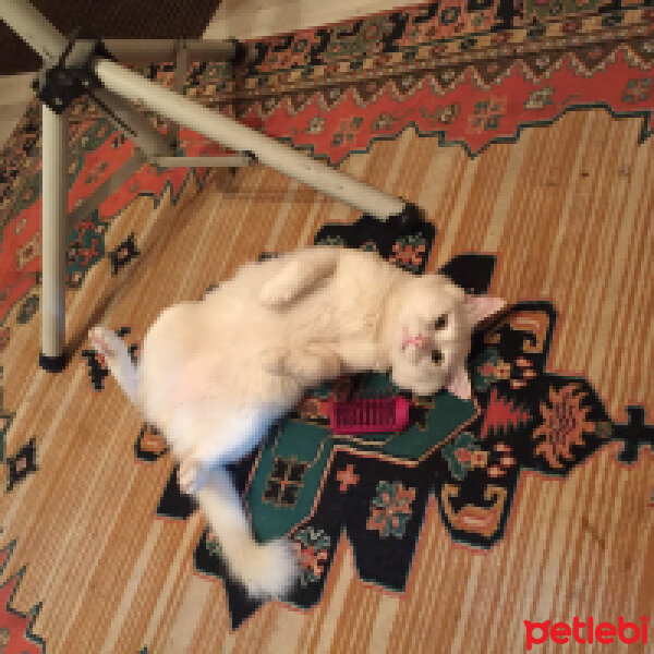 Ankara Kedisi, Kedi  mizo fotoğrafı