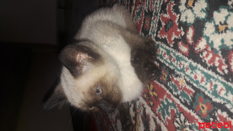 Siyam Kedisi, Kedi  Siyam fotoğrafı