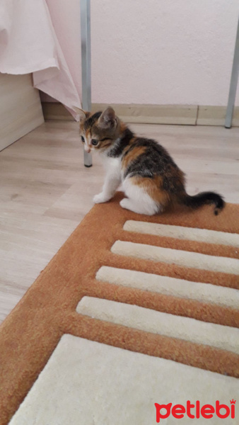 Cymric, Kedi  Prenses fotoğrafı