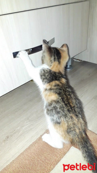 Cymric, Kedi  Prenses fotoğrafı