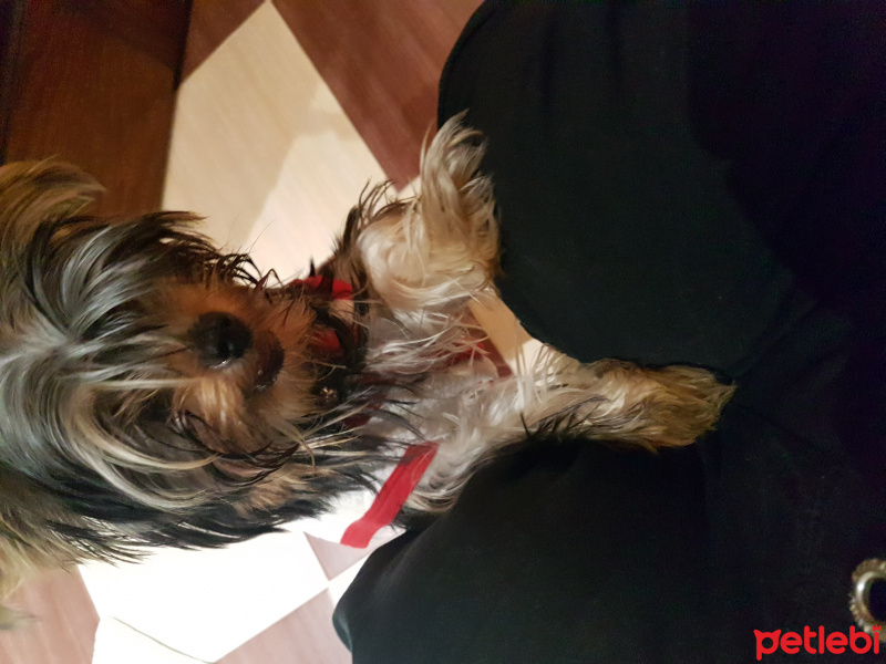 Yorkshire Terrier, Köpek  Rodi fotoğrafı
